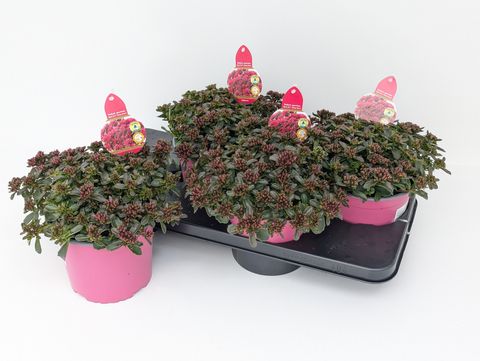 Sedum spurium SPOT ON DEEP ROSE