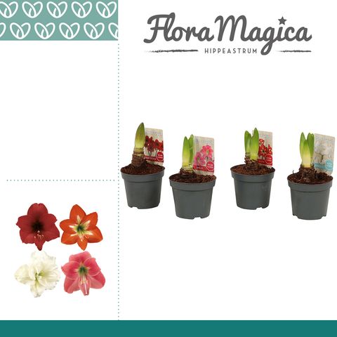 Hippeastrum COLIBRI MIX