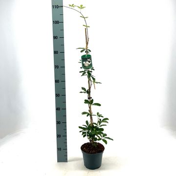 Akebia quinata 'Alba'