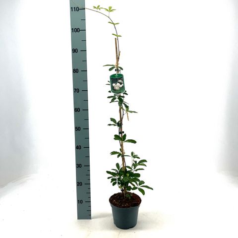 Akebia quinata 'Alba'