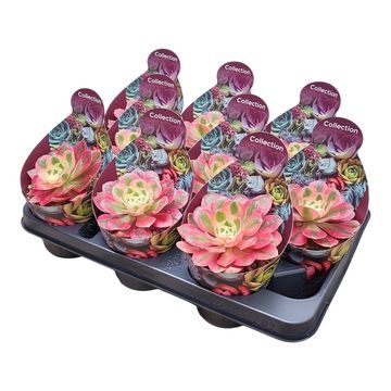 Aeonium 'Pink Witch'