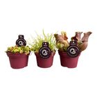 Carnivorous plants MIX