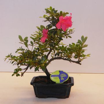 Rhododendron indicum