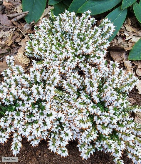 Erica carnea 'Isabell'