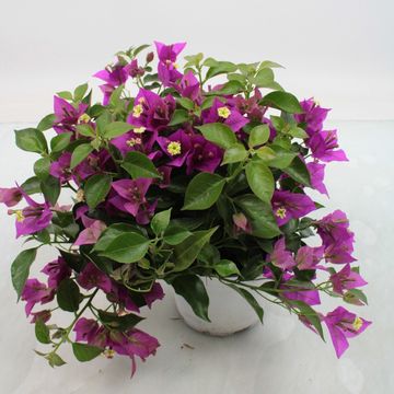 Bougainvillea 'Alexandra'
