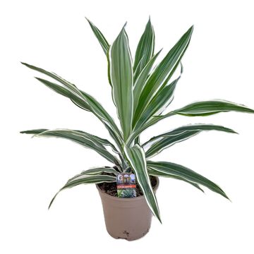 Dracaena fragrans 'White Stripe'