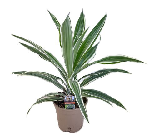 Dracaena fragrans 'White Stripe'
