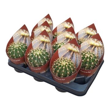 Ferocactus schwarzii