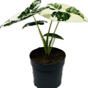 Alocasia micholitziana 'Frydek Variegata'