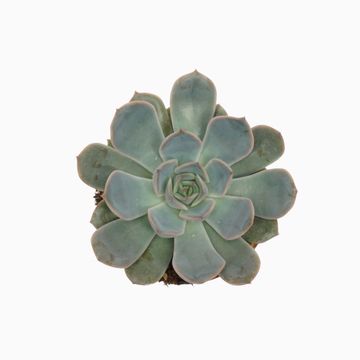 Echeveria 'Orion'