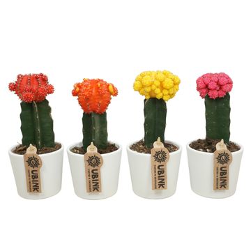 Gymnocalycium mihanovichii MIX