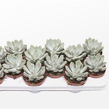 x Pachyveria 'Grey Crown'