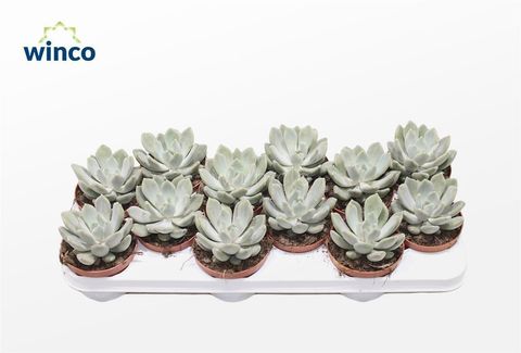 x Pachyveria 'Grey Crown'