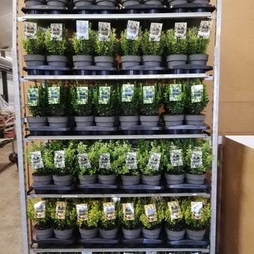 Euonymus japonicus MIX