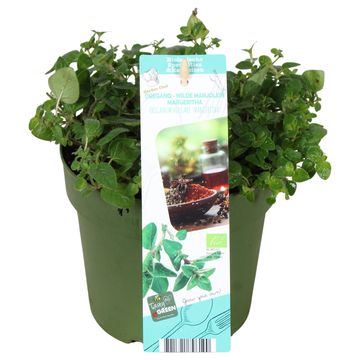 Origanum vulgare 'Margeritha'