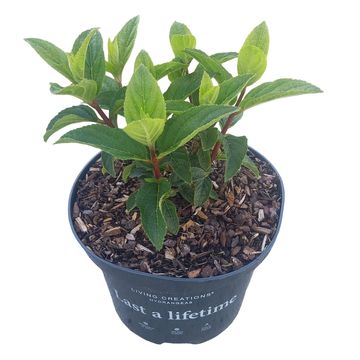 Hydrangea paniculata LIVING LITTLE ROSY