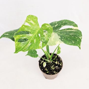 Monstera 'Thai Constellation'
