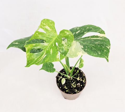 Monstera 'Thai Constellation'