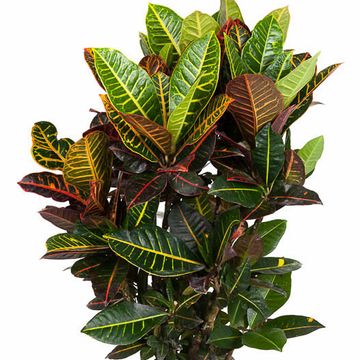 Codiaeum variegatum 'Petra'