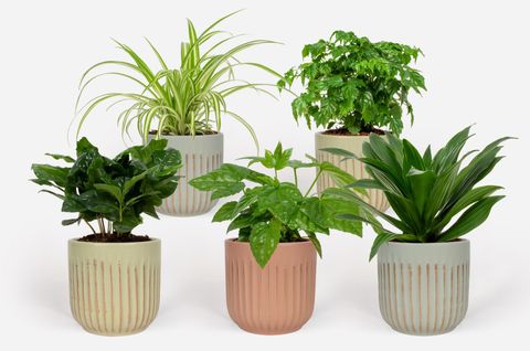 Plantes d'interieur MIX