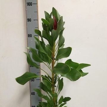 Protea cynaroides 'Madiba'