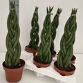 Sansevieria cylindrica 'Braid'