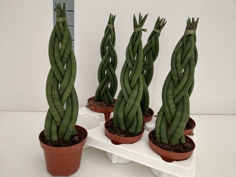 Sansevieria cylindrica 'Braid'