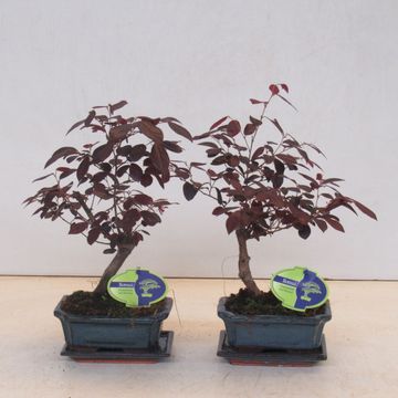Loropetalum chinense rubrum
