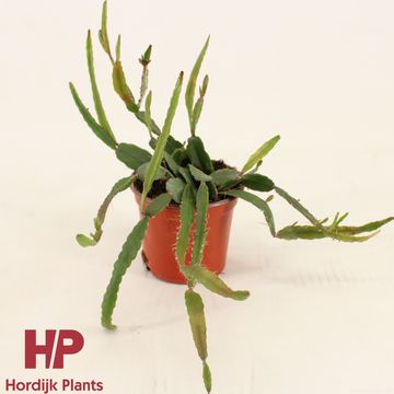 Rhipsalis agudoensis