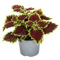 Plectranthus scutellarioides 'Bourbon Street'