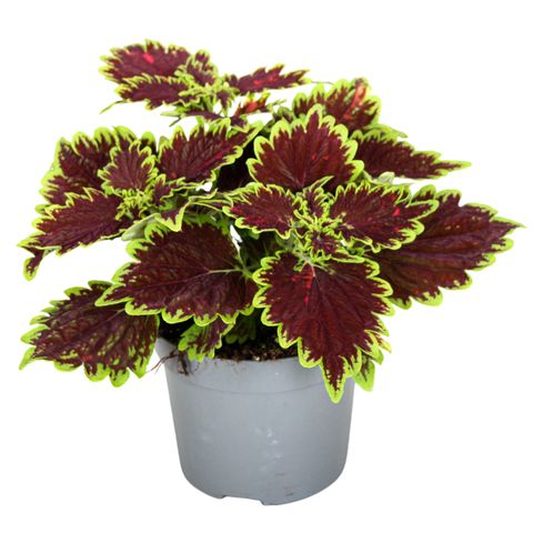 Plectranthus scutellarioides 'Bourbon Street'