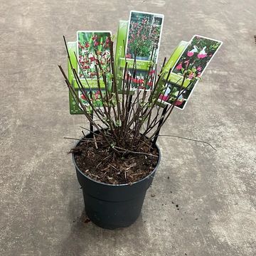 Salvia microphylla MIX