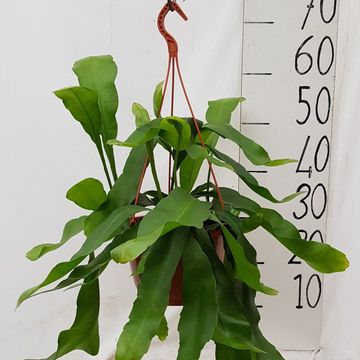 Epiphyllum oxypetalum