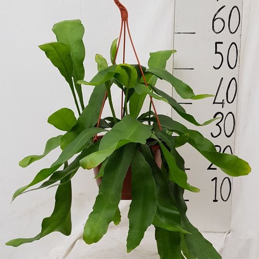 Epiphyllum oxypetalum