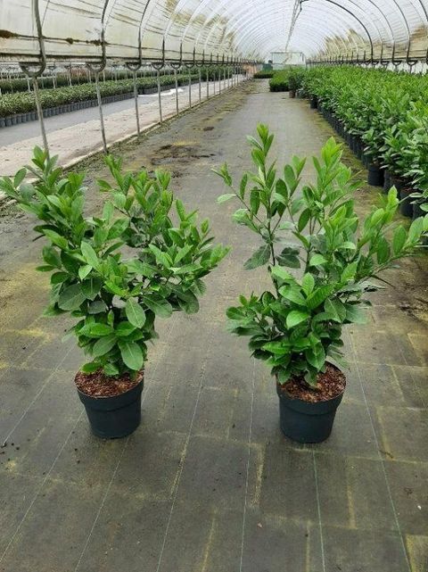 Prunus laurocerasus 'Rotundifolia'