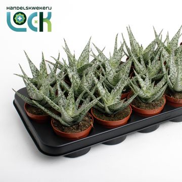 Aloe rauhii 'Snowflake'