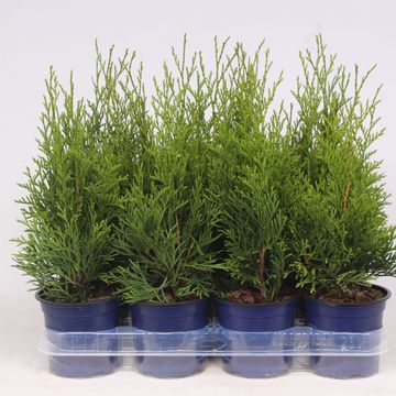 Thuja occidentalis 'Smaragd'