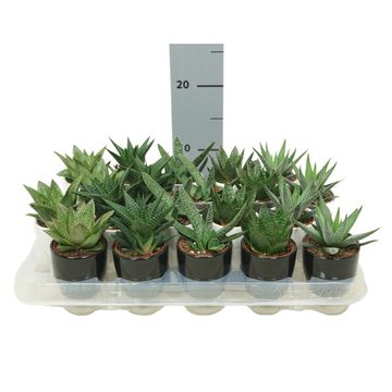 Aloe MIX