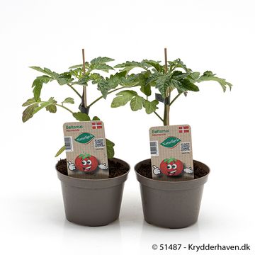 Solanum lycopersicum 'Marmande'
