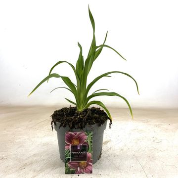 Hemerocallis 'Little Missy'