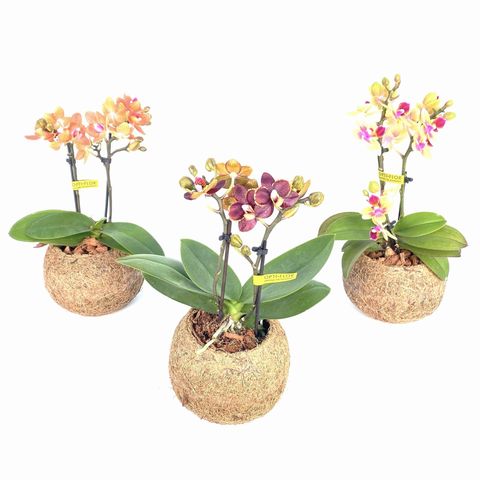 Phalaenopsis MIX (Kokodama)