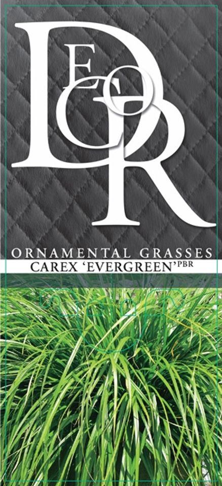 Carex oshimensis 'Evergreen'