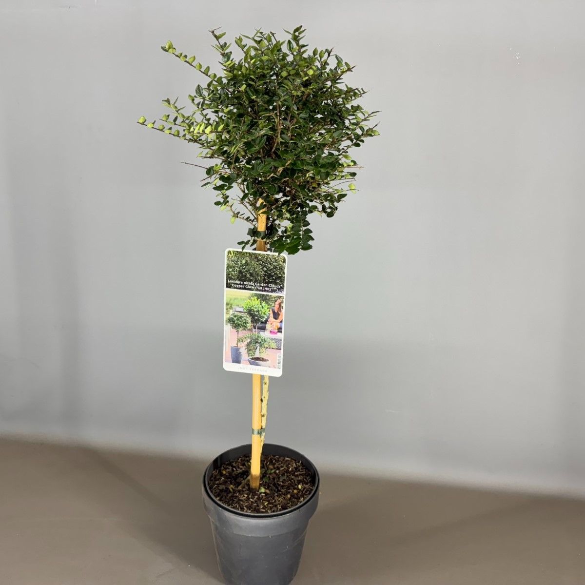 philodendron plowmanii citrus Philodendron Plowmanii Citrus – Rare Plants Collection main image 1