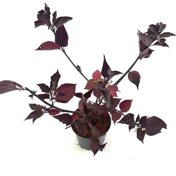 Cornus alba 'Kesselringii'