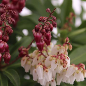 Pieris japonica