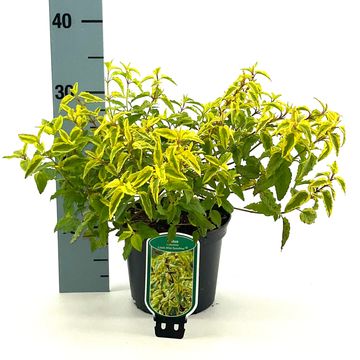 Cistus x hybridus LITTLE MISS SUNSHINE