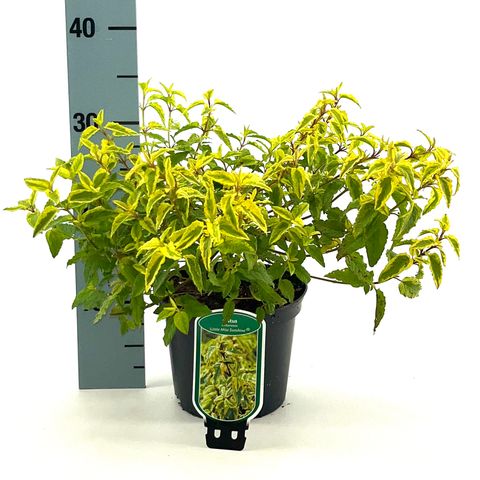 Cistus x hybridus LITTLE MISS SUNSHINE