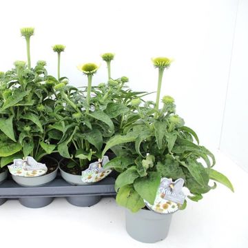 Echinacea LAKOTA WHITE