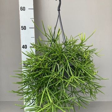 Rhipsalis neves-armondii