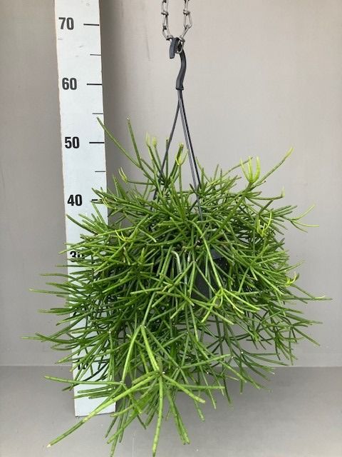 Rhipsalis neves-armondii